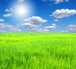 Obraz premium green field