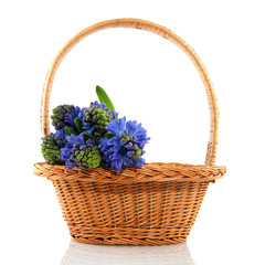 Fototapeta na wymiar Basket with hyacinths
