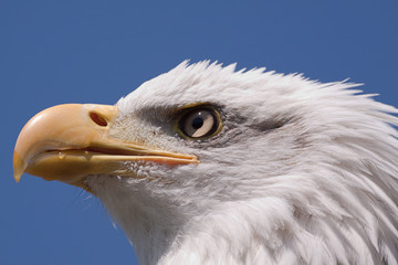 baldeagle 4622