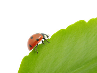 ladybird