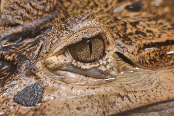 crocodile 4699