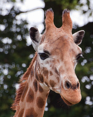 giraffe 5004