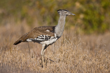 Kori Bustard
