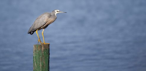 white faced heron