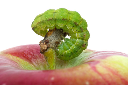 Green caterpillar on the red apple