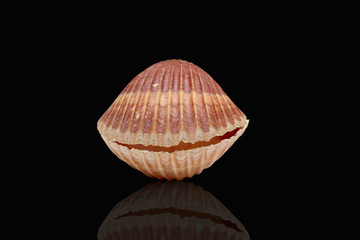 Cockleshell