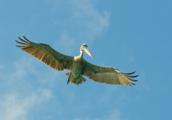 flying pelican, los roques islands, venezuela