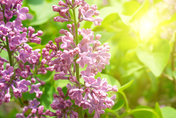 Violet lilac branch