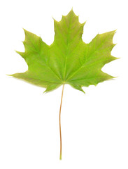 Green maple leaf