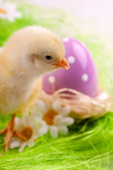Chick Portrait