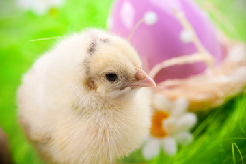 Chick Portrait