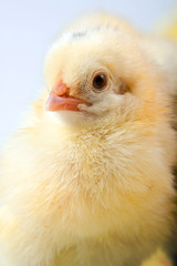 Young Chick Portrait