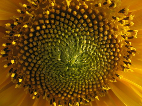 Girasole