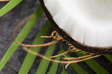 coconut and palm leaf. exotic scene