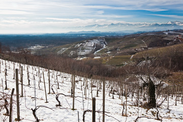 Snowed vineyards, Piemonte, north Italy