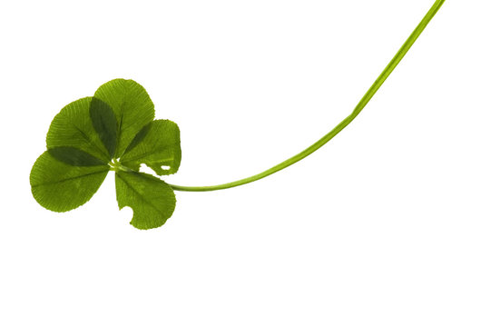 Five Leaf Clover isolated on the white background