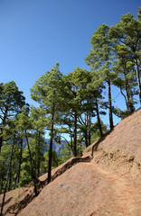 Canarian pine-tree in national park Caldera de Taburiente