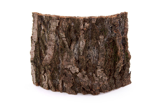 corteccia albero olmo