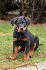 beauceron