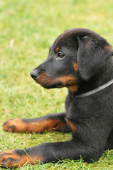 beauceron