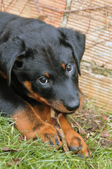 beauceron