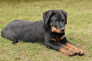 beauceron