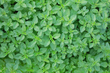 Obraz premium green background