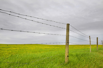 Green field