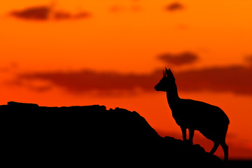 Klipspringer Silhouette