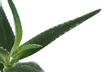 Aloe vera isolated on white