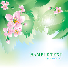background with spring flowers and  leaves