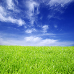 Obraz premium field