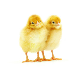 Obraz premium chickens