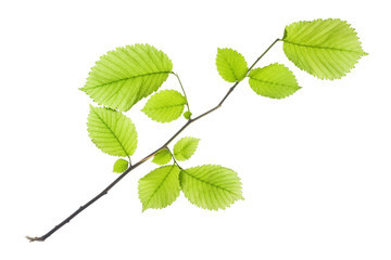 leaves isolated on white background