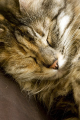 Fototapeta na wymiar zbliżenie z piękną kot śpi na łóżku