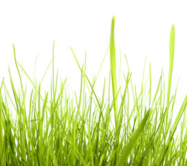Green Grass isolated on white background