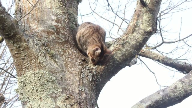 chat observateur