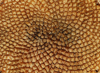 De-Seeded Sunflower Head