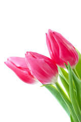 spring tulips isolated