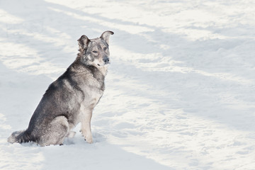 Fototapeta na wymiar Pies kundel siedzi w śniegu z fokusem selektywna