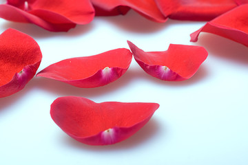red rose petals closeup background