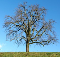 un arbre en hiver