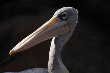 Pink-backed Pelican: Portrait