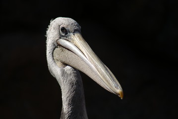 Pink-backed Pelican: Portrait