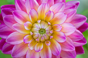 Pink flower of dahlia with yellow centr