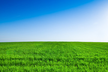 Green grass under blue bright sky