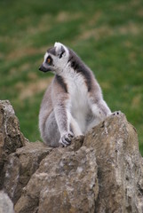 Ring-tailed Lemur on a rock