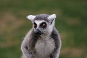 Obraz premium Ring-tailed Lemur