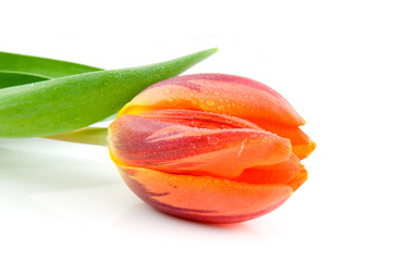 Single wet orange tulip