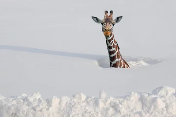 Rolgordijnen Giraf in diepe sneeuw © JPS